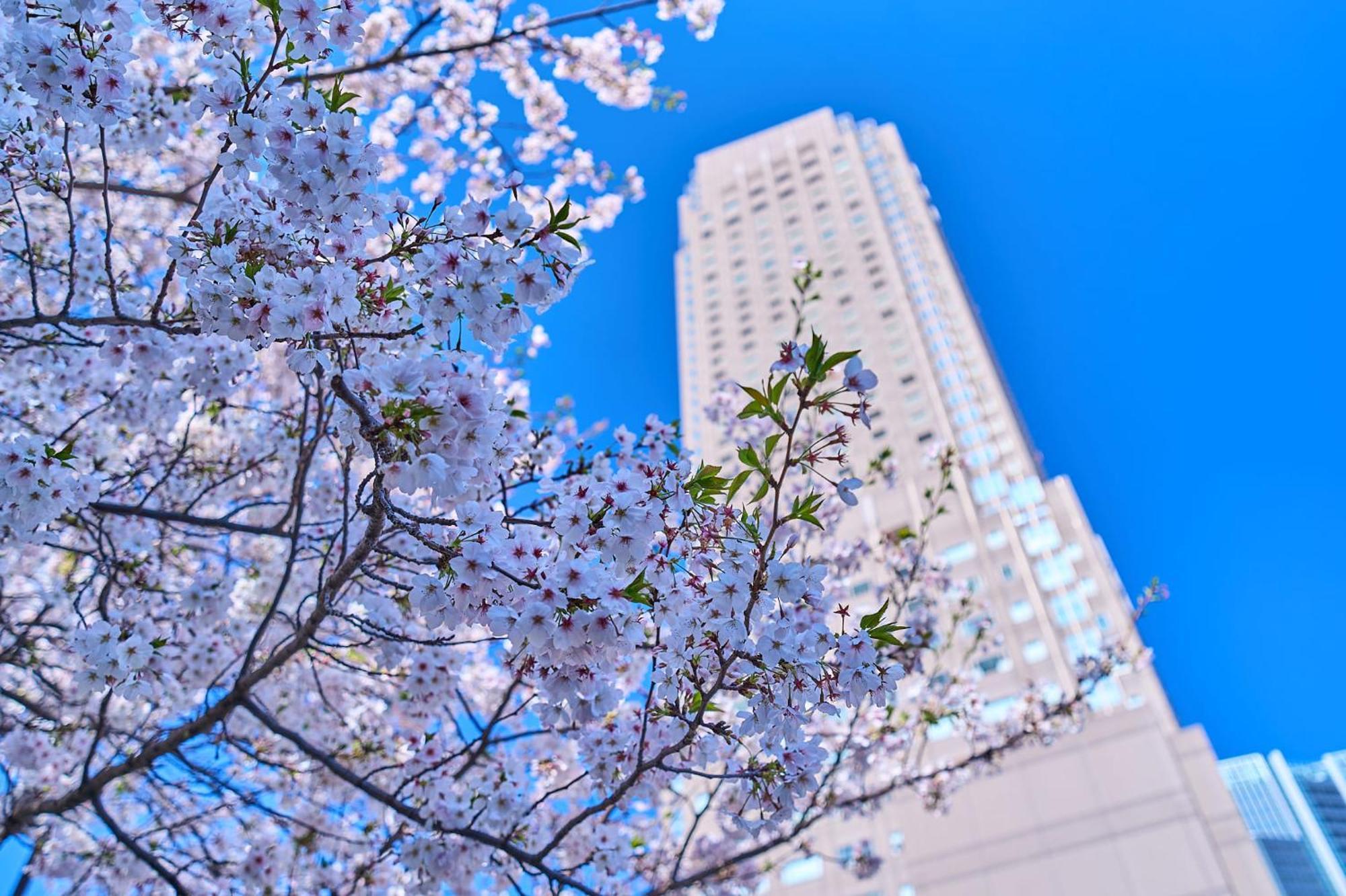 Cerulean Tower Tokyu Hotel, A Pan Pacific Partner Hotel Tokió Kültér fotó Cherry blossoms in Seoul